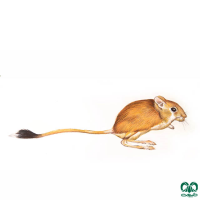 گونه دوپای خراسانی Northern three – toed Jerboa